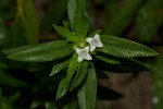 Spermacoce senensis