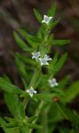 Spermacoce senensis