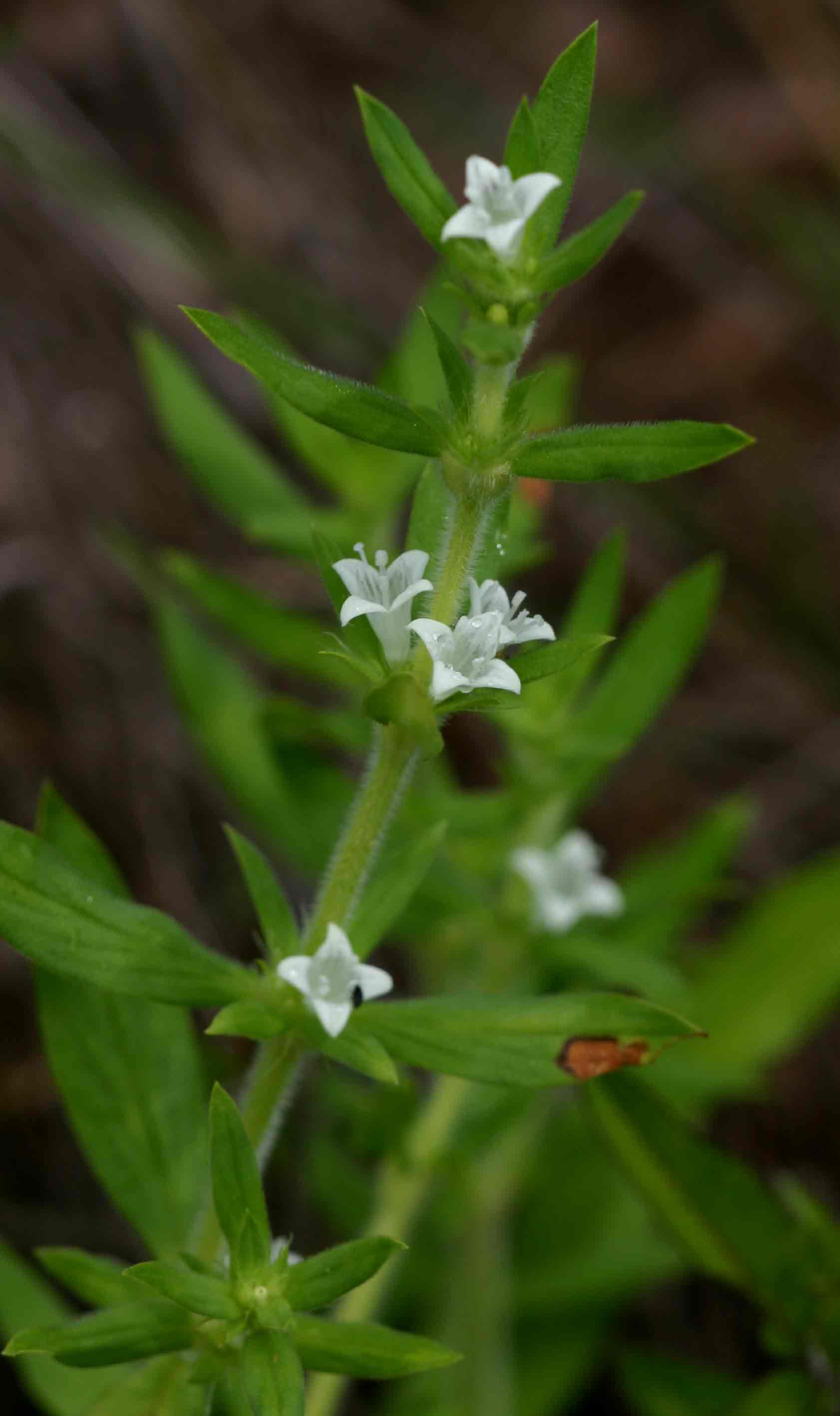 Spermacoce senensis