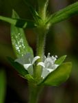 Spermacoce senensis