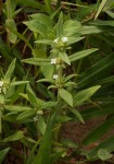 Spermacoce senensis