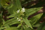 Spermacoce senensis