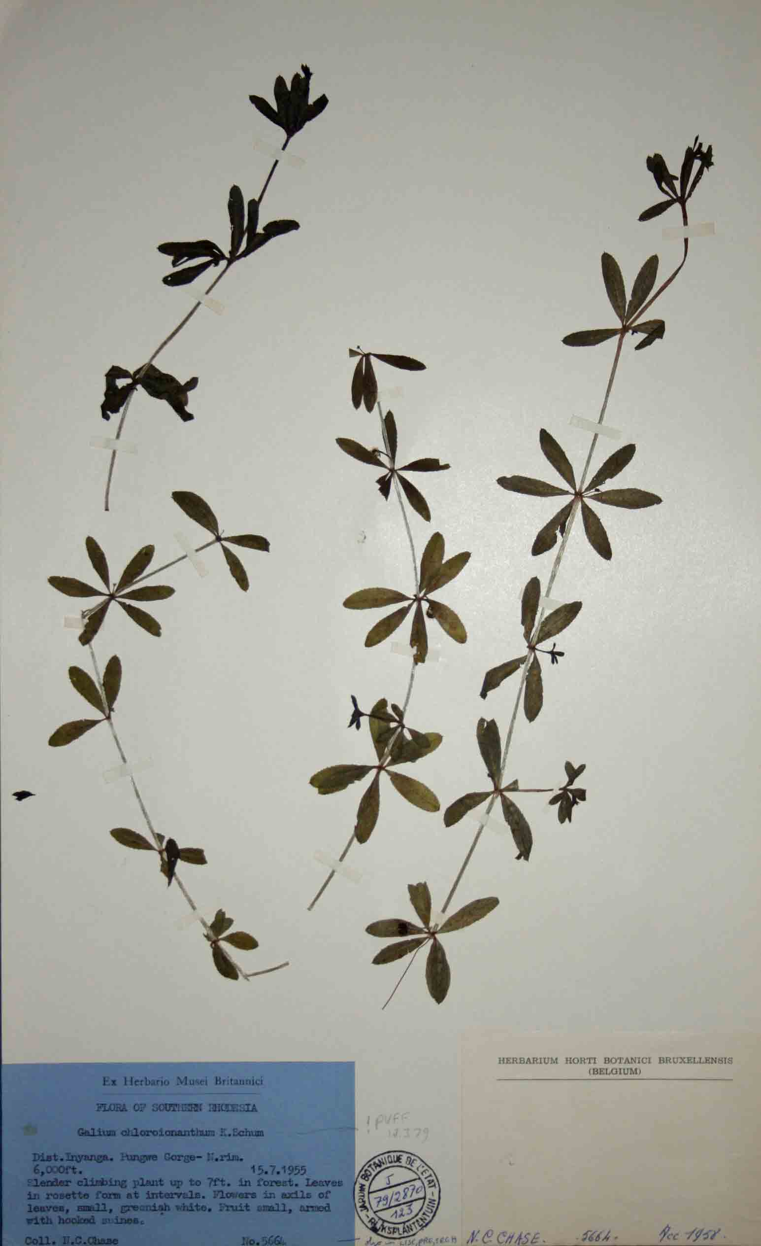Galium chloroionanthum