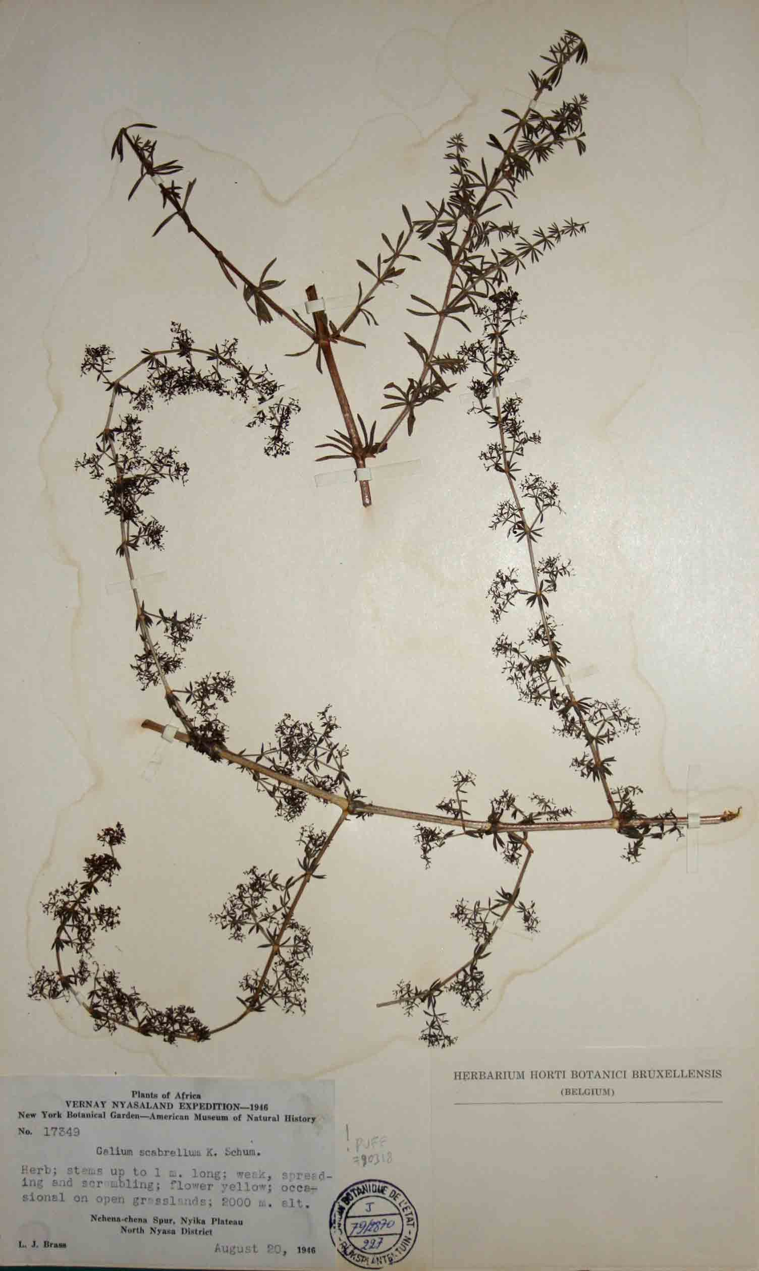 Galium scabrellum