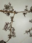 Galium scabrellum