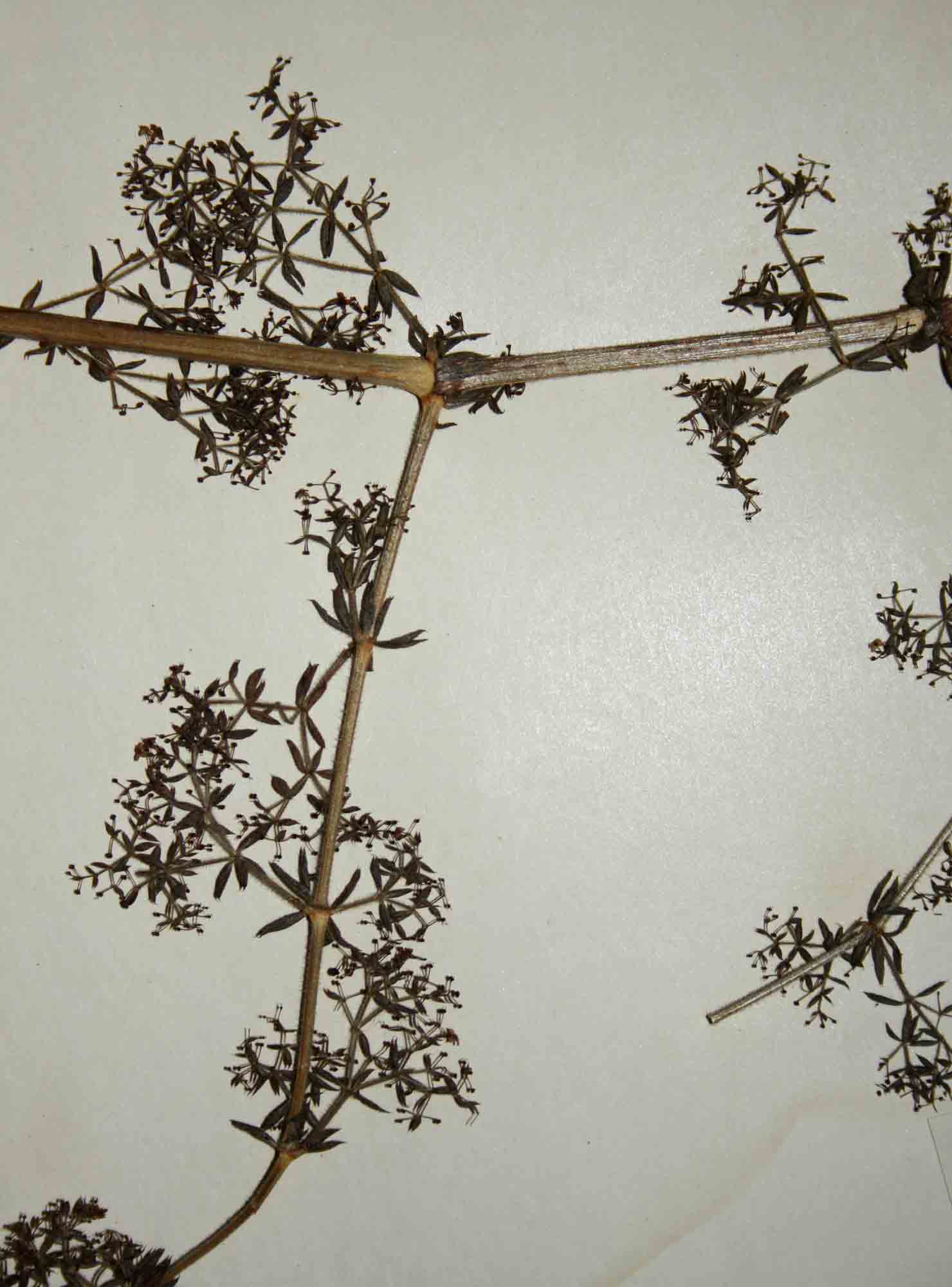 Galium scabrellum