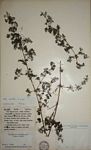 Galium scabrellum