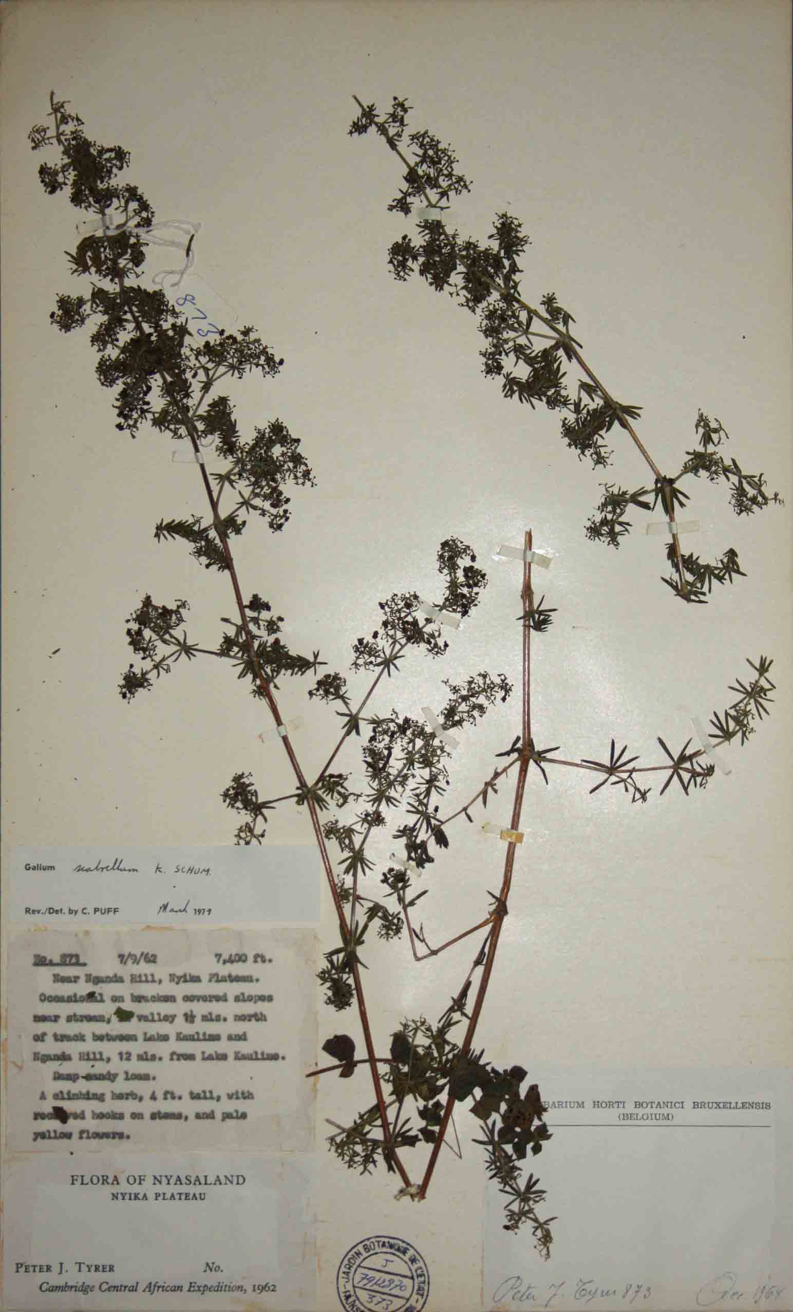 Galium scabrellum