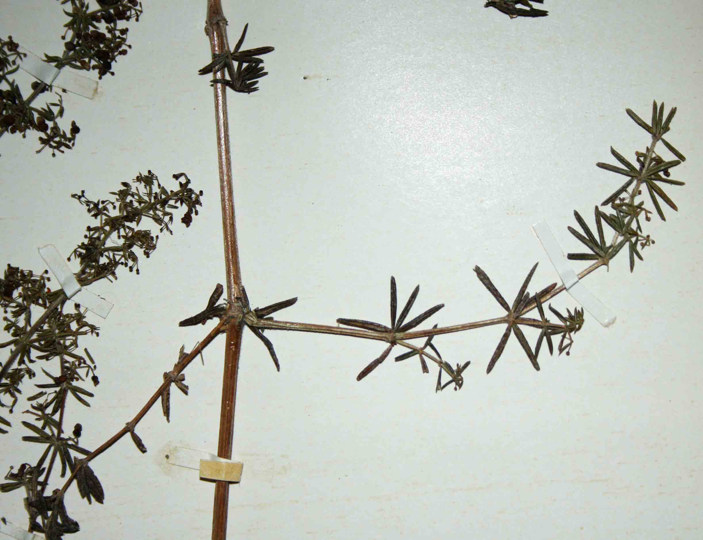 Galium scabrellum