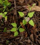 Rubia cordifolia subsp. conotricha
