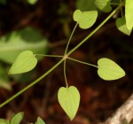 Rubia cordifolia subsp. conotricha