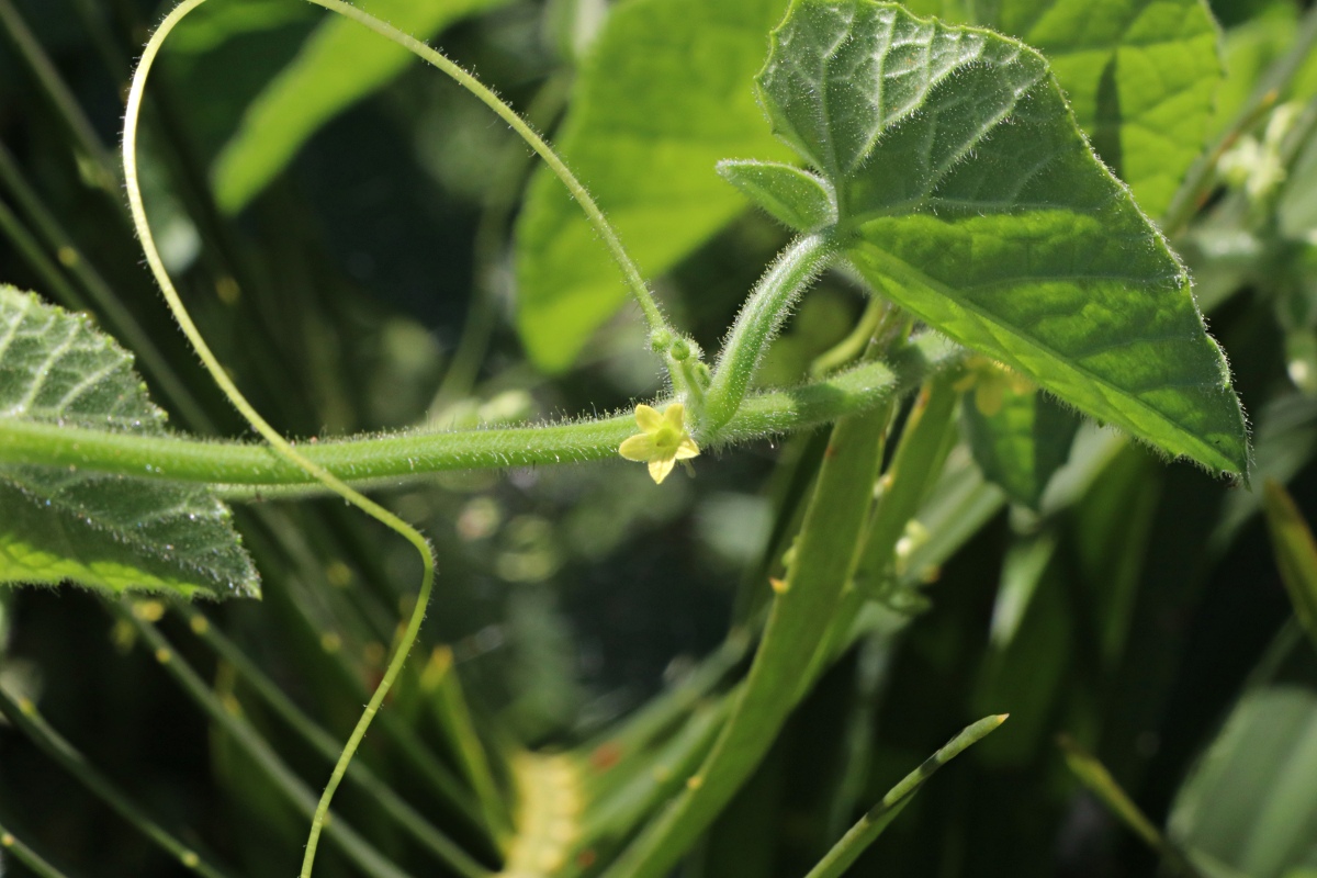 Cucumis maderaspatanus