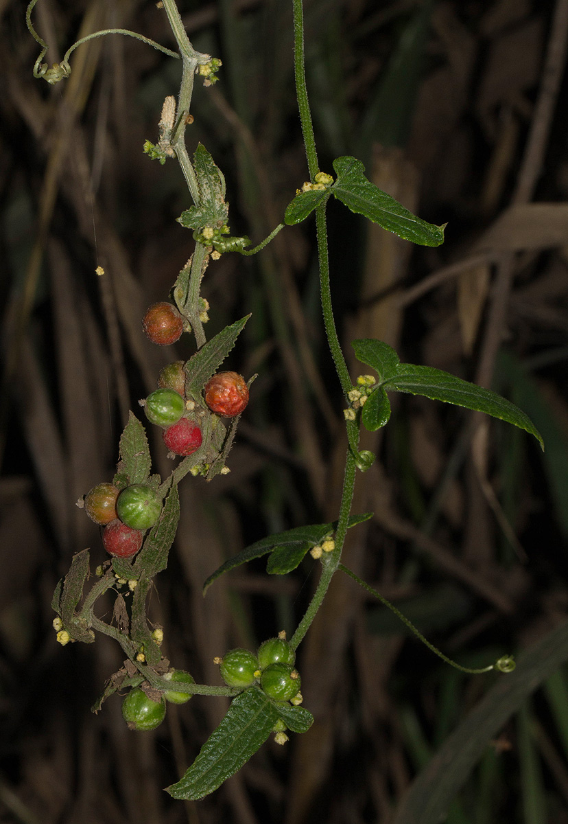 Cucumis maderaspatanus