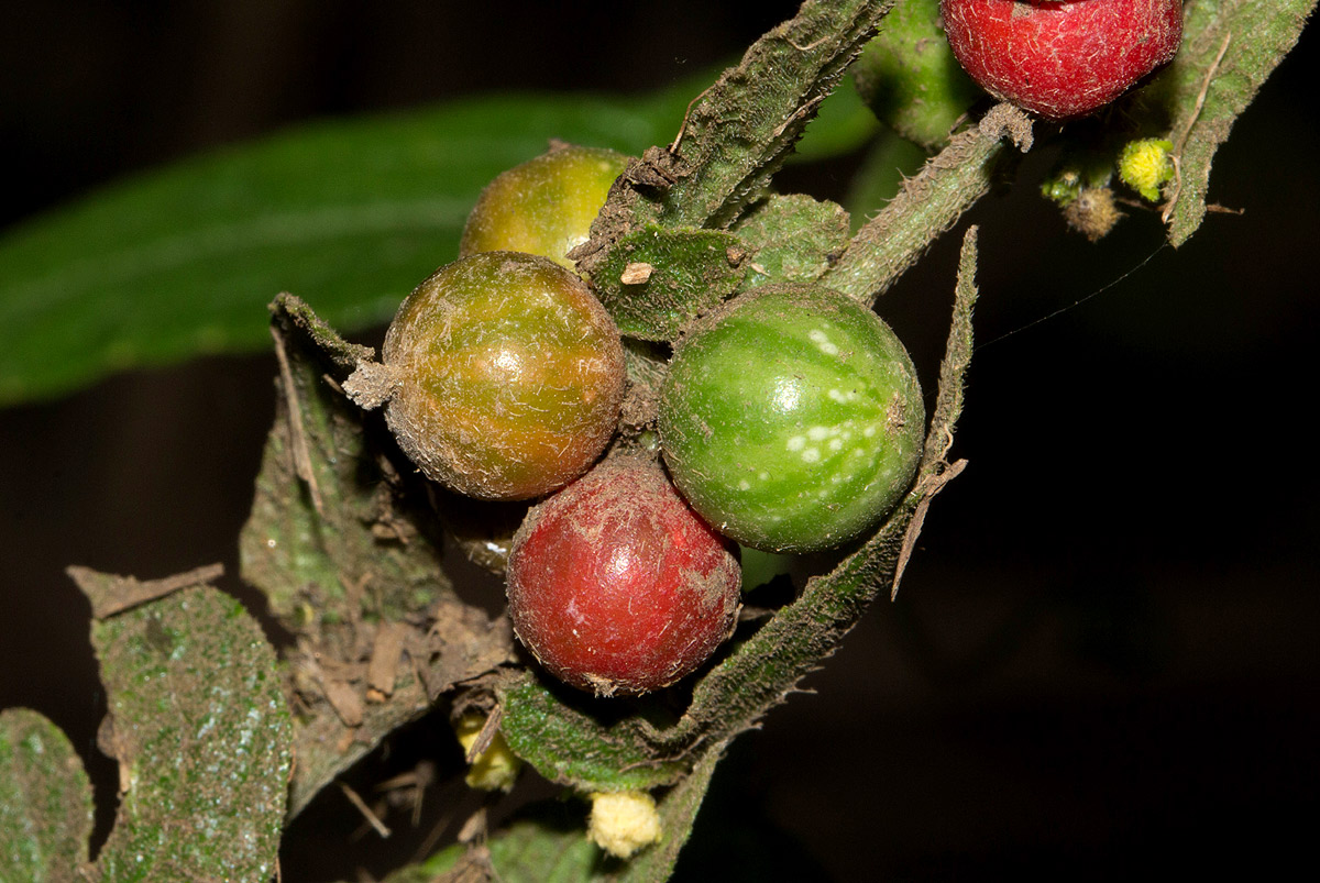 Cucumis maderaspatanus