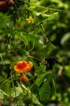 Momordica charantia