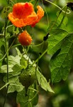 Momordica charantia