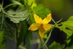 Momordica charantia