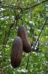 Luffa cylindrica