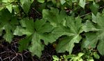 Luffa cylindrica