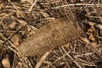 Luffa cylindrica