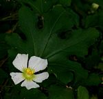 Lagenaria sphaerica