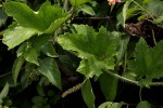 Lagenaria sphaerica