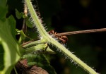 Lagenaria sphaerica