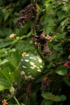 Lagenaria sphaerica