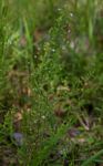 Wahlenbergia erecta