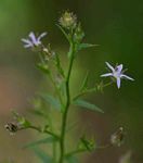 Wahlenbergia erecta