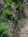 Wahlenbergia virgata