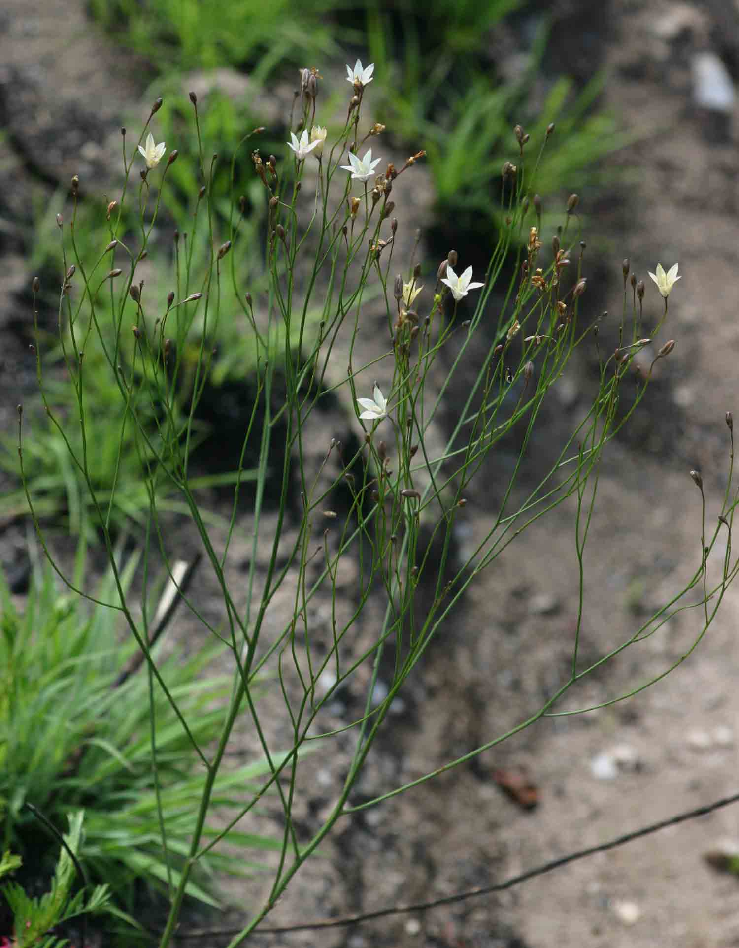 Wahlenbergia virgata