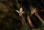 Wahlenbergia virgata
