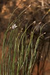 Wahlenbergia virgata