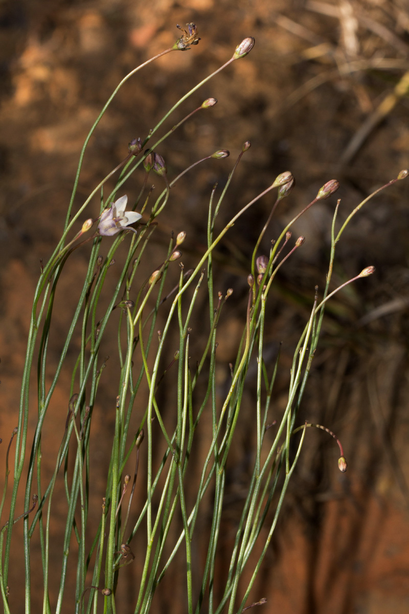 Wahlenbergia virgata