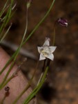 Wahlenbergia virgata
