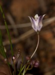Wahlenbergia virgata