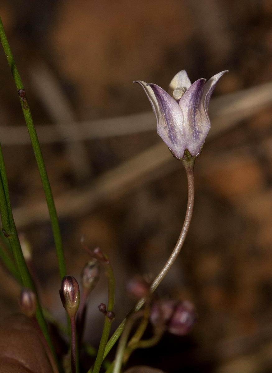 Wahlenbergia virgata