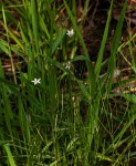 Wahlenbergia virgata