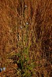Vernonia melleri