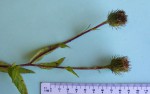 Vernonia melleri