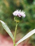 Vernonia melleri