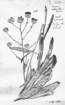 Vernonia melleri