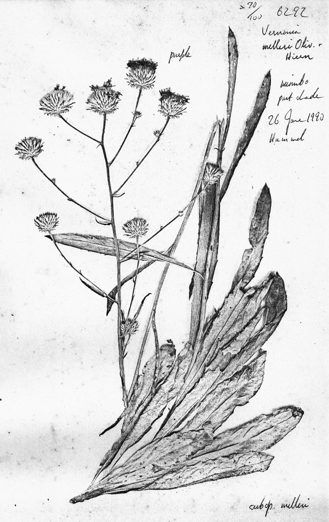 Vernonia melleri