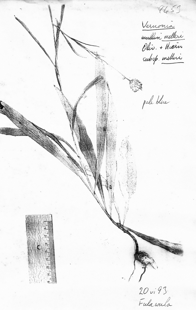 Vernonia melleri