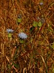 Vernonia melleri