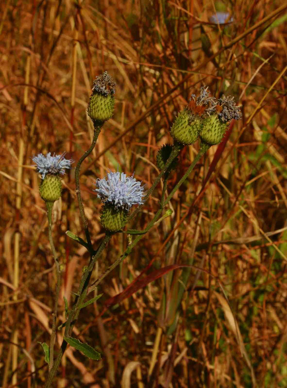 Vernonia melleri
