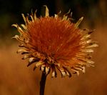 Vernonia melleri
