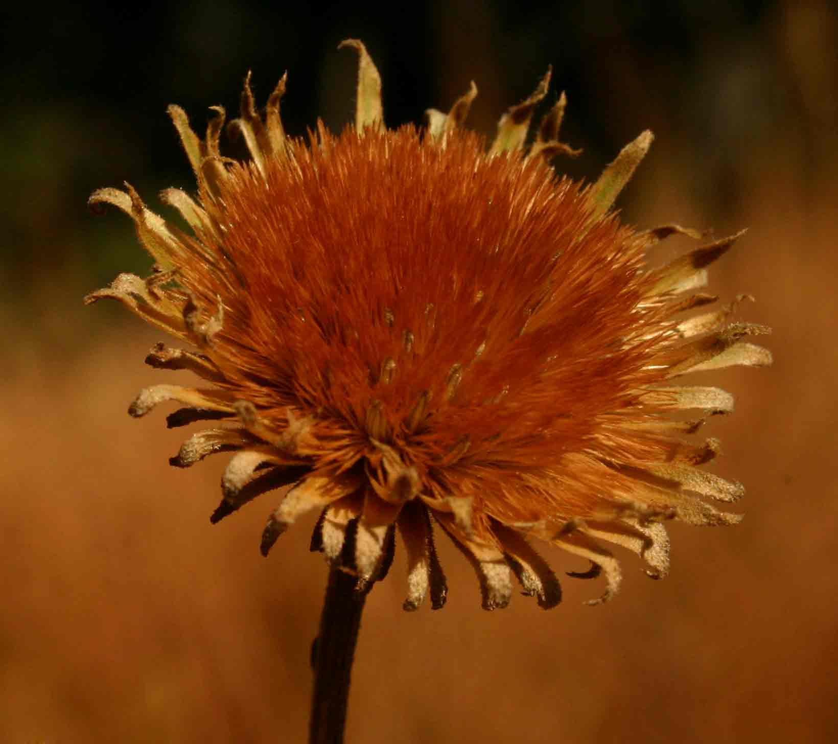 Vernonia melleri