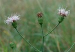 Vernonia melleri